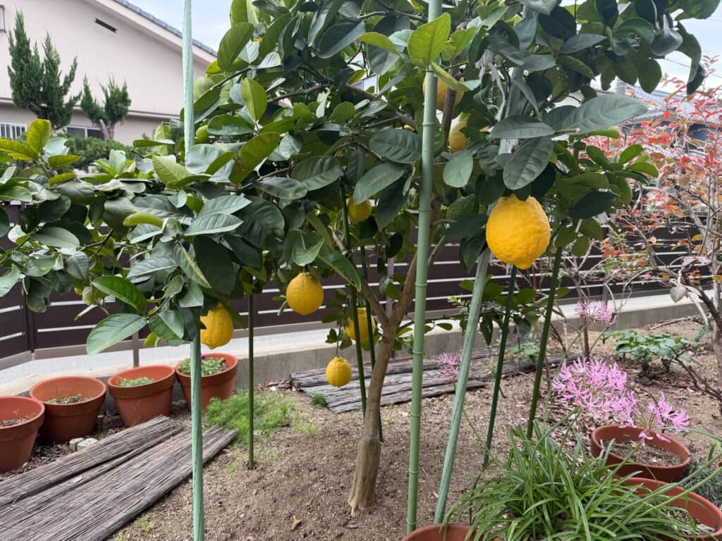 庭の木になっているレモン