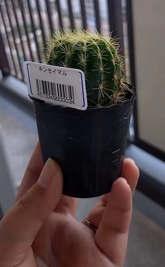 購入時のサボテン