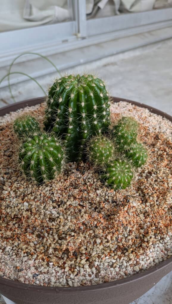 2回の植え替えを経た現在