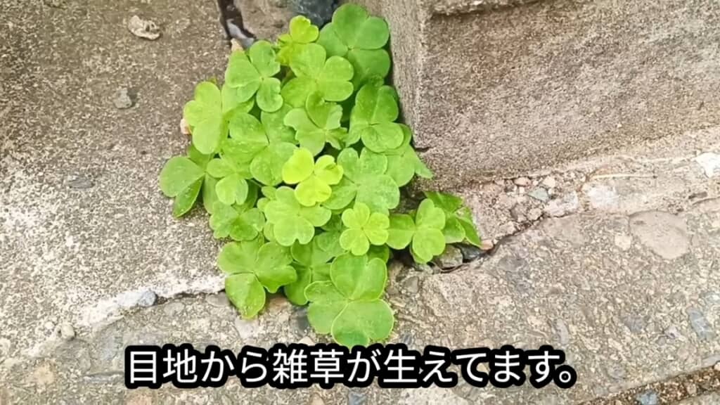 コンクリートのすき間から生える雑草