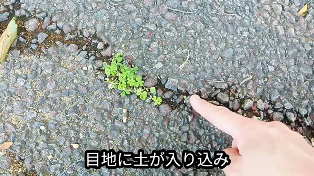 ほんの少しの土でも雑草が生えます
