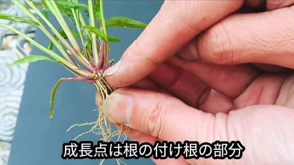 成長点を切るのがコツ