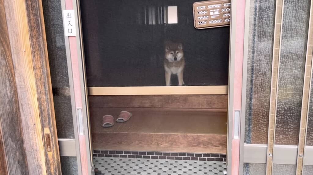 コロさんが気づいた！