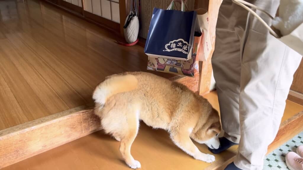 お客さんの匂いをクンクン