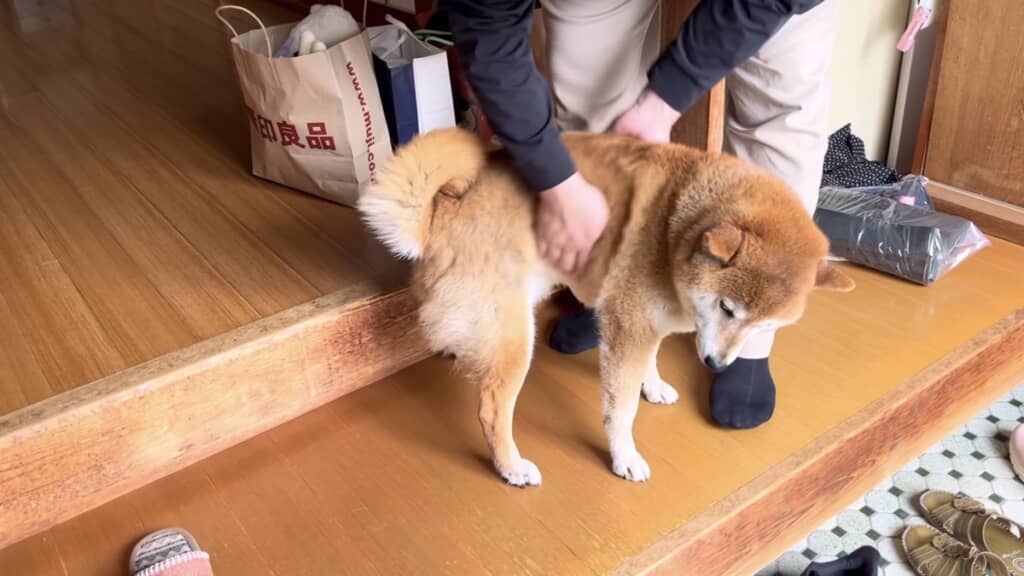 たくさんなでなでしてもらいます