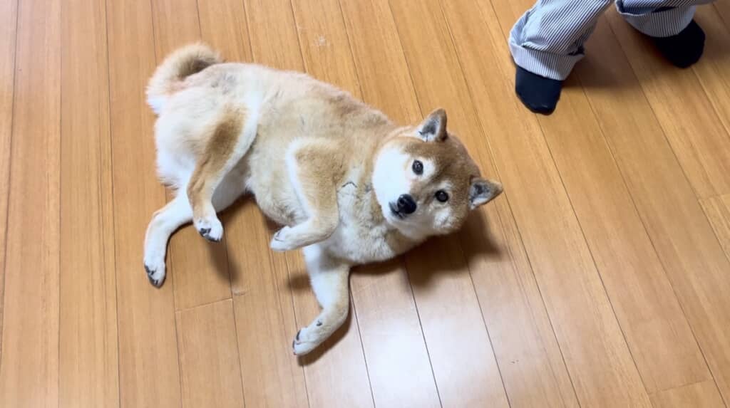 廊下でもころん