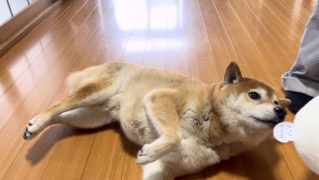 新しいぬいぐるみをもらいました