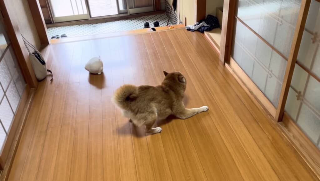大はしゃぎで遊ぶコロさん