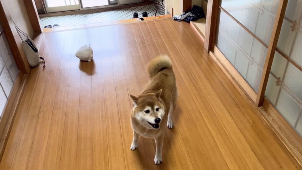 コロさんの愛おしすぎるおもてなしでした◎