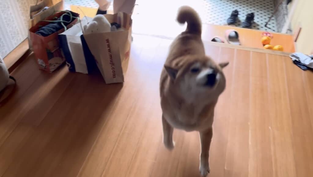 ルンルンで案内するコロさん