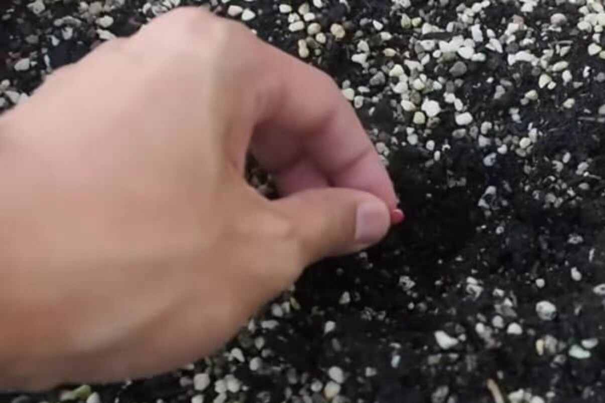 米粒サイズのスイカの種をプランターで栽培、100日間の成長過程を捉えた動画がYouTubeで290万回再生を記録