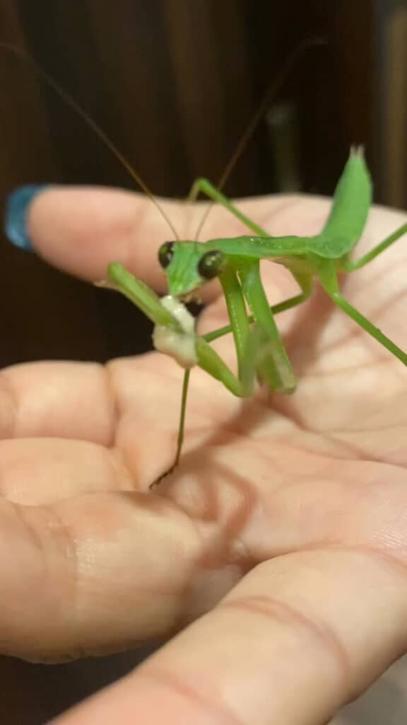 シーチキンマヨネーズを食べるカマキリ