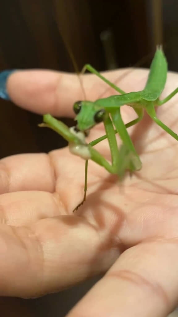 むしゃむしゃ食べてる