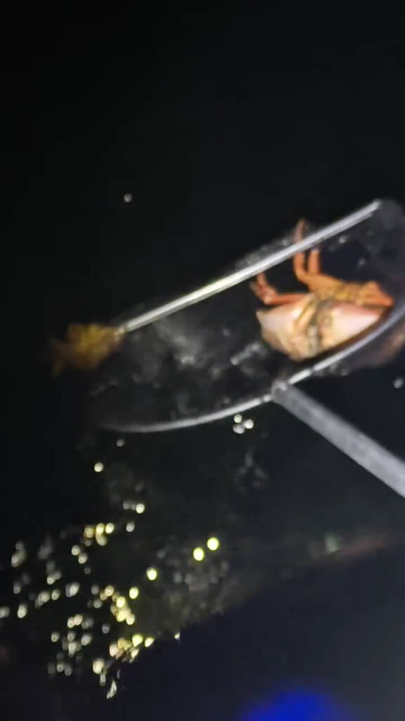 慎重に捕獲！