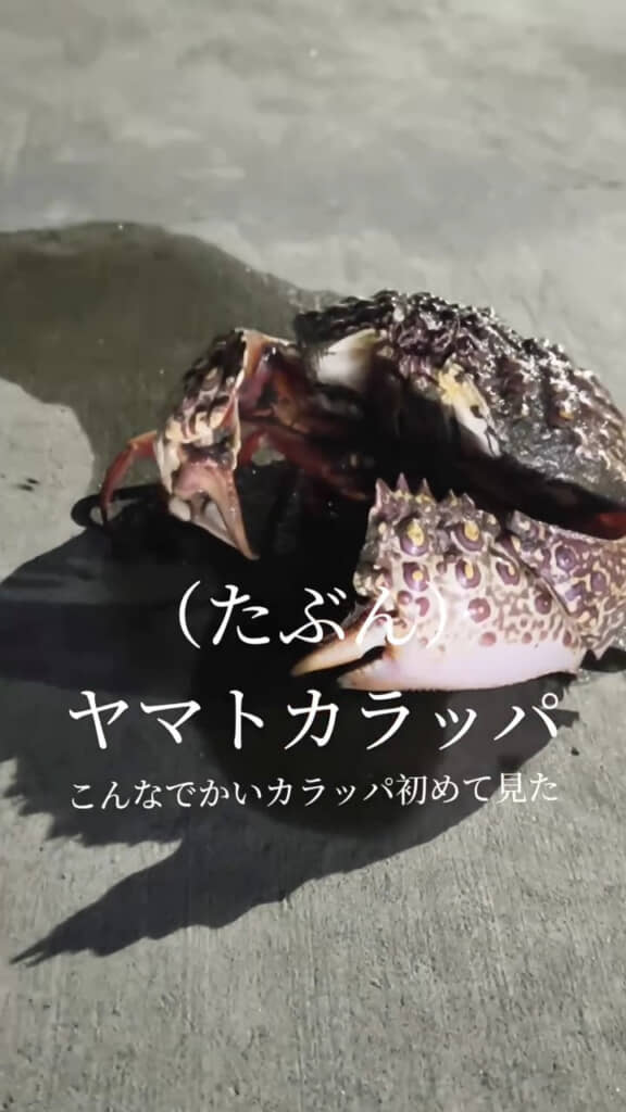 特大サイズのヤマトカラッパ