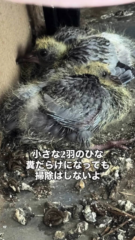 ヒナは2羽いるみたい