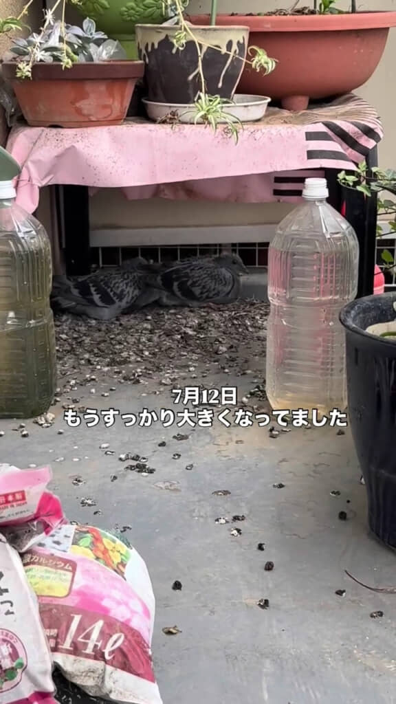約3週間でこの成長！