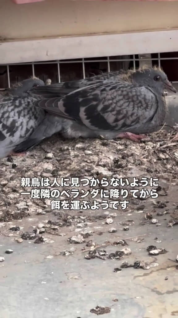 用心深い親鳥