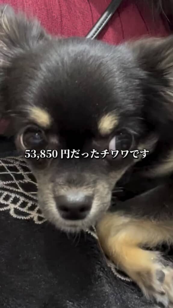 値下げされていたワンコとの出会い