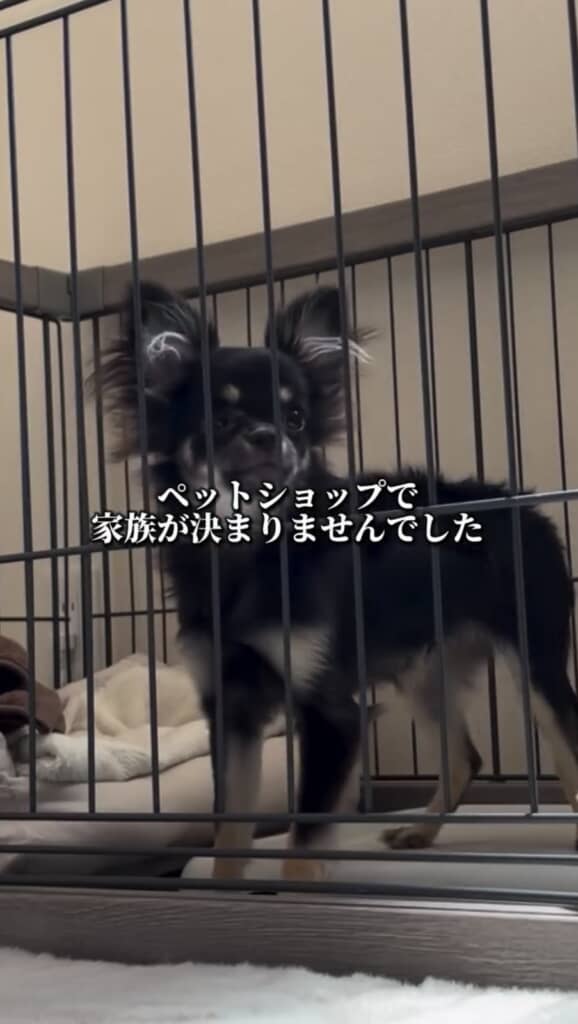 なかなか家族が決まらずにいました