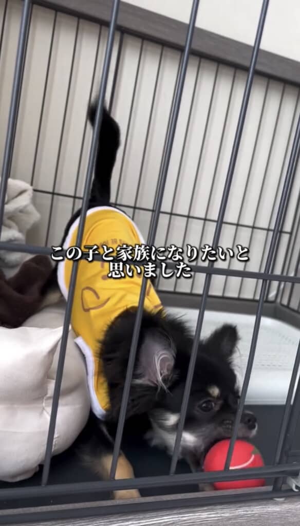 ちまきちゃんと家族になることを決意