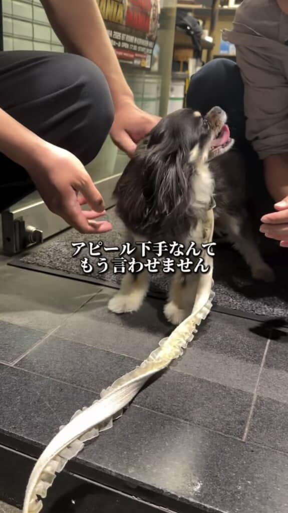 今ではアピール上手のアイドルワンコです
