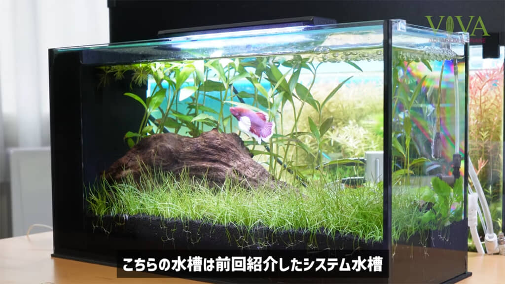 ベタ水槽に適するタンクメイトを検証していきます