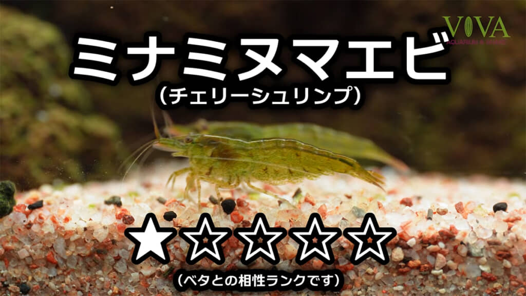 まずはミナミヌマエビが登場