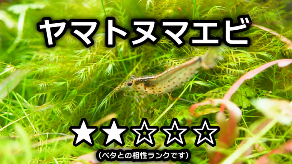 ミナミヌマエビより大きなヤマトヌマエビ