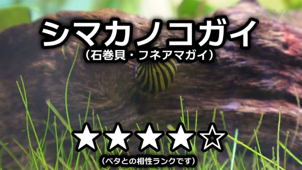 ベタとの相性ランクが高めなシマカノコガイ