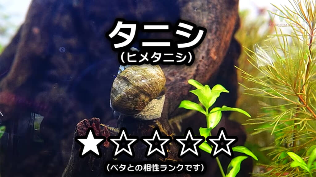 タニシは間接的にコケの抑制をしてくれるかもしれません