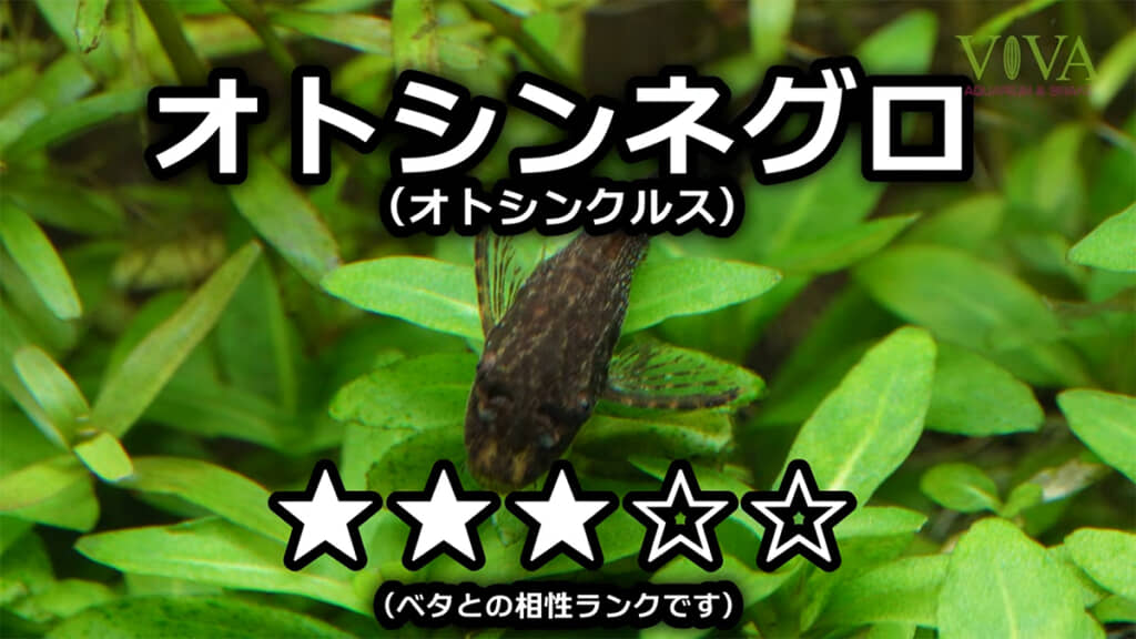 逃げ足が速いオトシンネグロ
