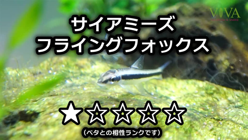 混泳に注意が必要なサイアミーズフライングフォックス
