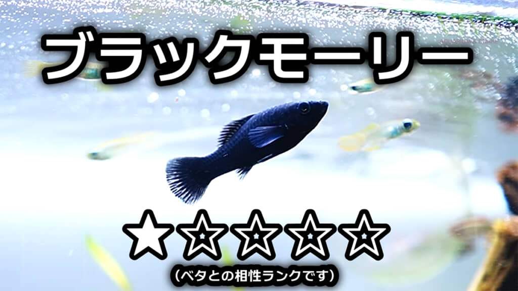 ブラックモーリーも相性ランクは低めです