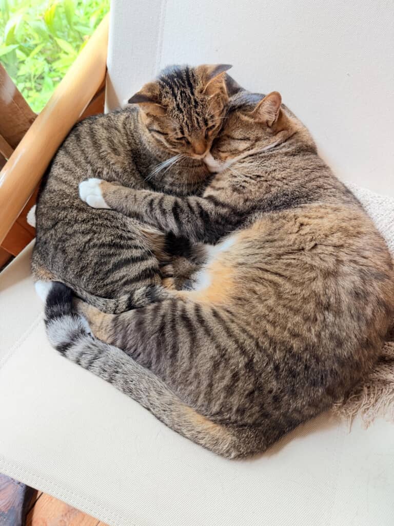これはどいてもらうわけには……!