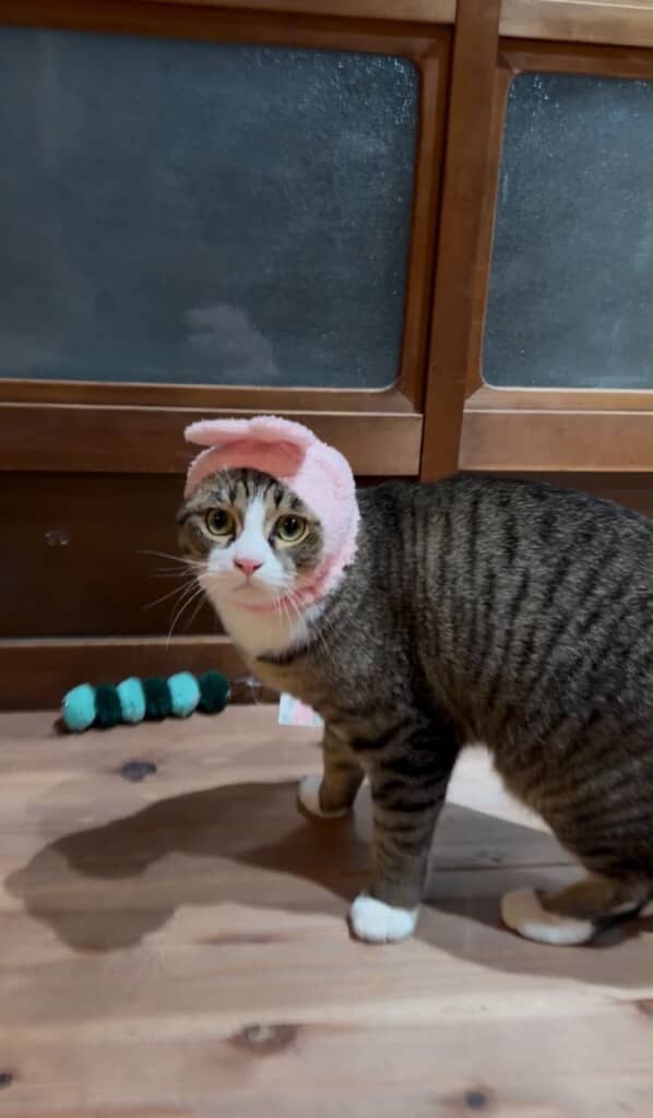 うさぎさんお似合いっ