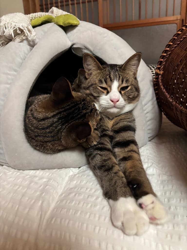 ふたりでねんねしてたのね