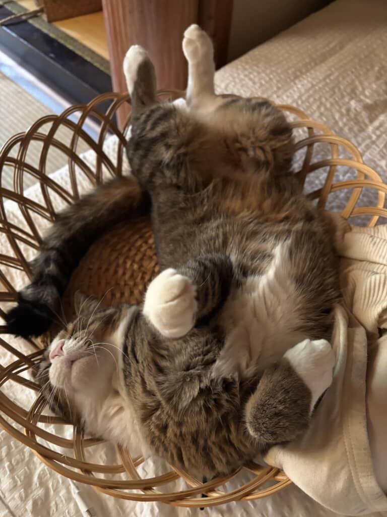 気持ちよさそう……!