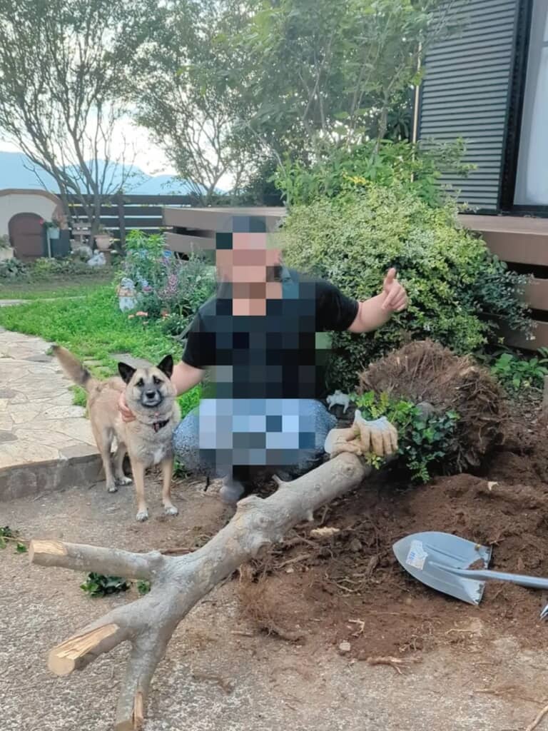 自力で抜根したシマトネリコと投稿者、犬の写真