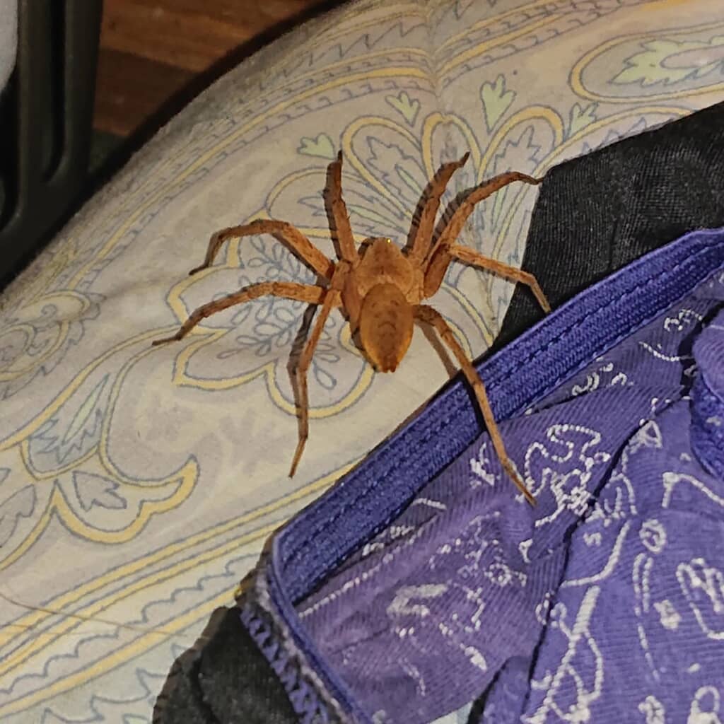 枕元にいた体の大きなクモ