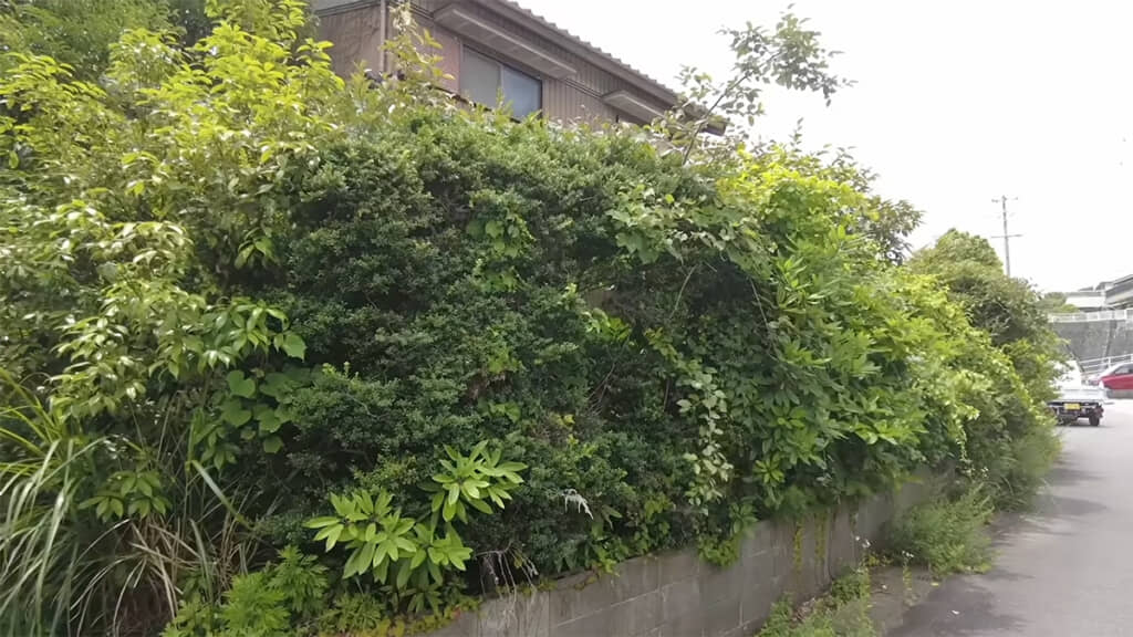 木が育ちすぎて、家が埋もれてしまっています