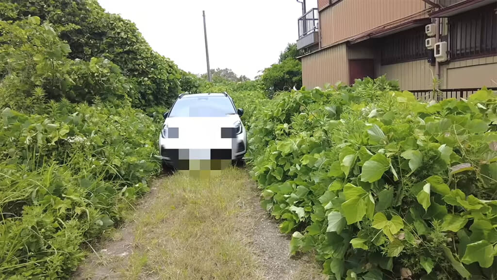 クズなどの雑草が大繁殖して、ジャングルのようになっています
