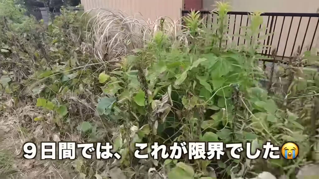 除草剤が完全に効くまで、待つことはできませんでした
