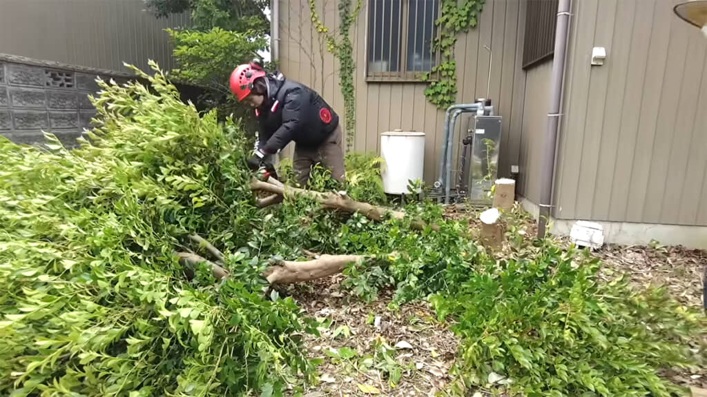 中には倒木の危険がある木もありました