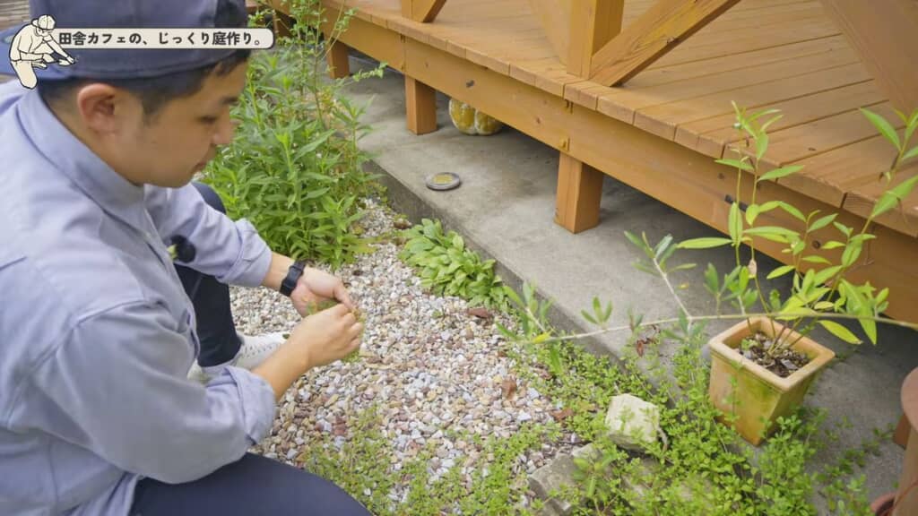 防草シートの隙間から生えている草
