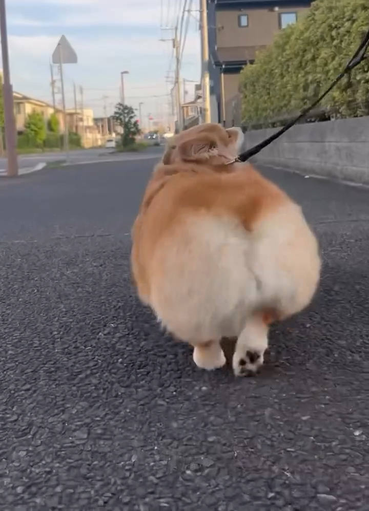 飼い主さんを見上げる音之進くん