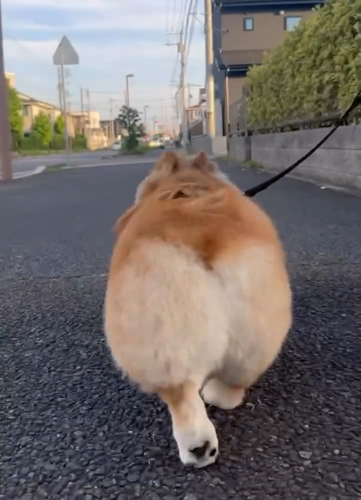 プリプリ動くおしり