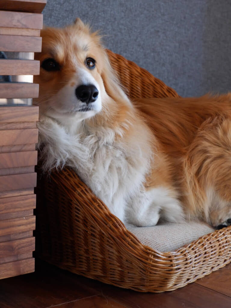 「犬は24時間365日うつくしいのでついたくさん撮っちゃう」