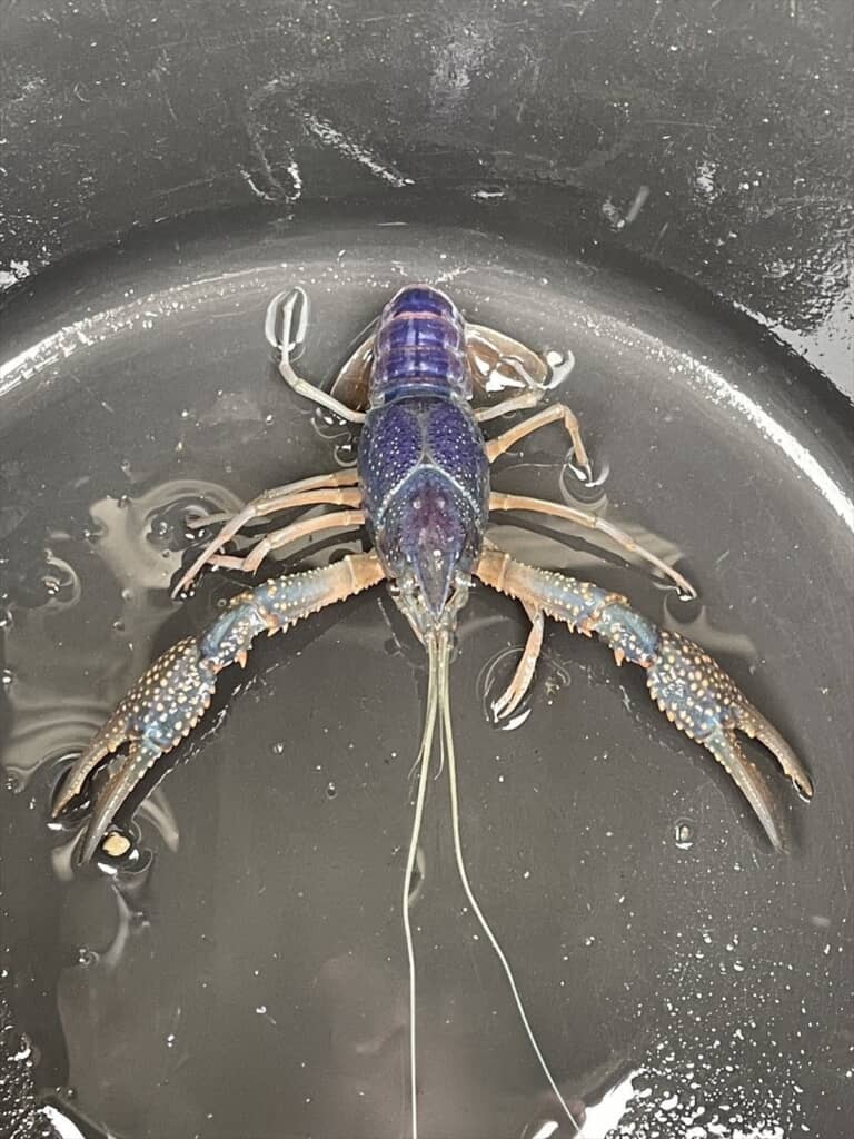 体が青く染まったアメリカザリガニ