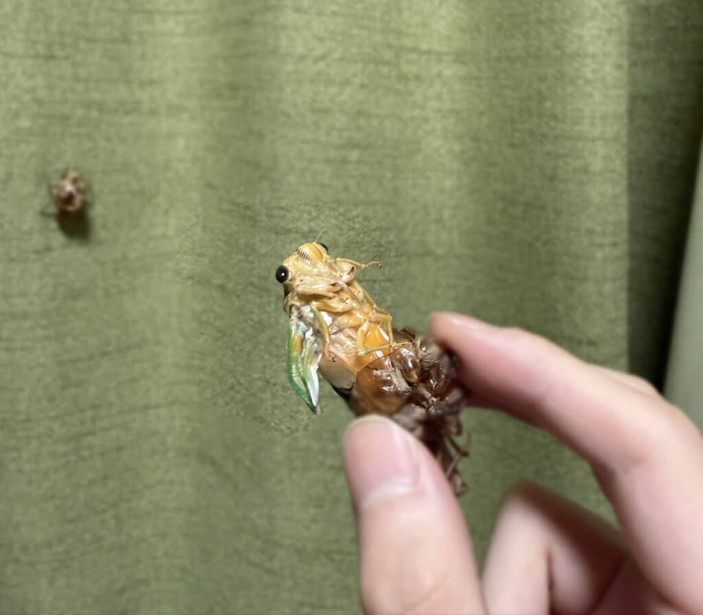 手元でセミが脱皮しかけるという、レアすぎる体験